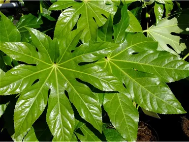 fatsia-japonica-1