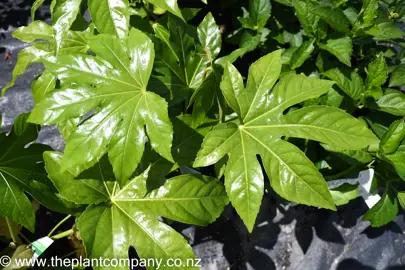 fatsia-japonica-2