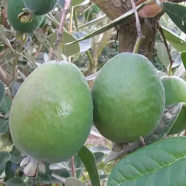 Feijoa 'Anatoki' fruit on a tree.