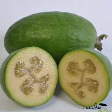 feijoa-antoinette-