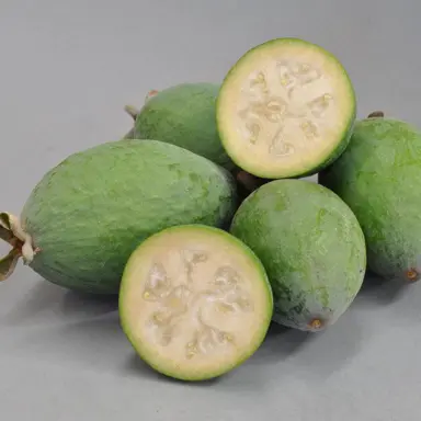 feijoa-bambina-