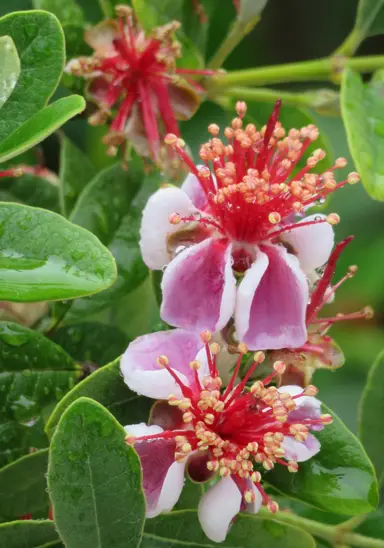 feijoa-bambina-1