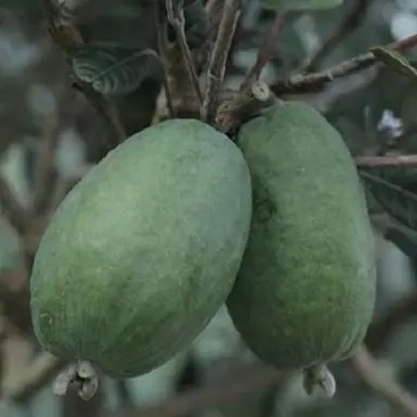 feijoa-dens-choice-