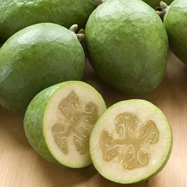 feijoa-golden-goose-