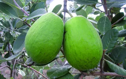 feijoa-kaiteri--1