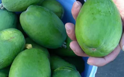 feijoa-kaiteri-