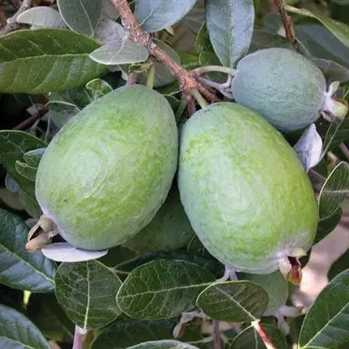 Feijoa 'Kakapo' fruit on a tree.