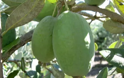 feijoa-kakariki-