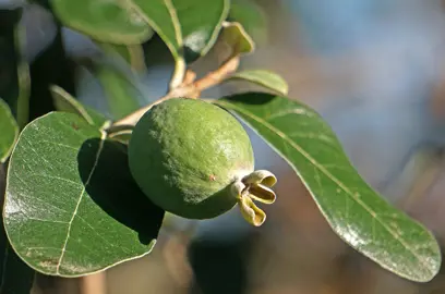 Feijoa 'Marion' fruit growing on a tree.