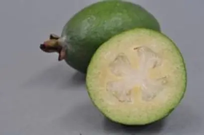 Feijoa 'Marion' fruit.