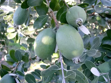 feijoa-opal-star-