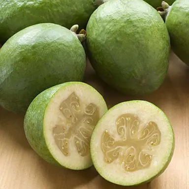 feijoa-opal-star-1