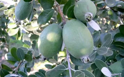 Feijoa 'Opal Star' fruit on a tree.