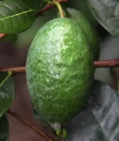 Feijoa Takaka fruit on a tree surrounded by foliage.