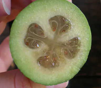 Feijoa 'Unique' fruit cut in half.