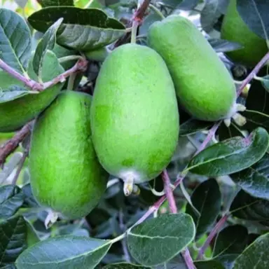 feijoa-wiki-tu--1