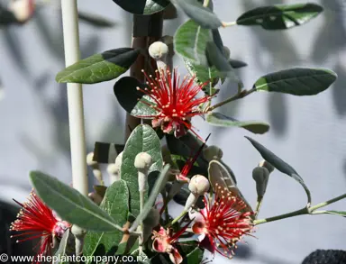 feijoa-wiki-tu-