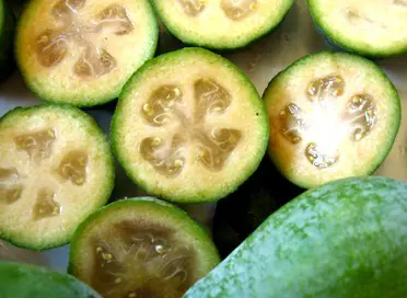 feijoa-gemini-