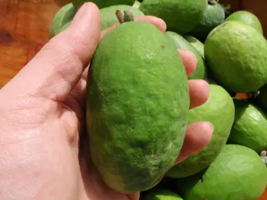 feijoa-mammoth-