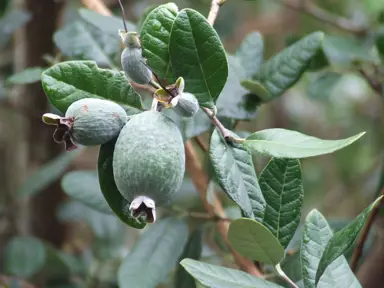 feijoa-sellowiana-