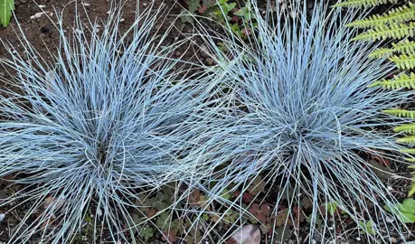 Festuca coxii (Blue Fescue) grass growing in a garden.