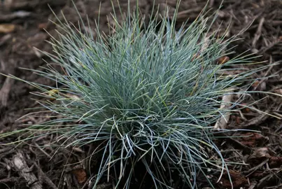 Festuca coxii (Blue Fescue) grass with colourful, blue foliage.
