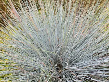 festuca-coxii-