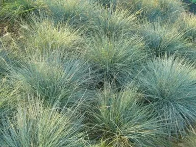 festuca-banks-peninsula-blue-