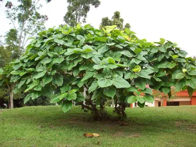 Ficus auriculata specimen tree with large and lush green foliage.