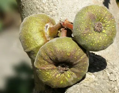 Ficus auriculata fruit.