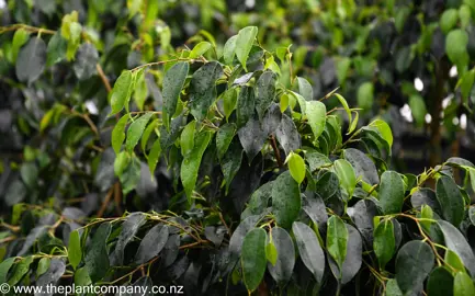 Ficus benjamina plant with beautiful green leaves.