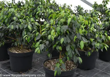 Ficus benjamina plant in black pot with lush green leaves