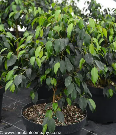 Lush green leaves of a Ficus bejnamina plant in a black pot