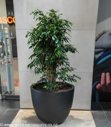 Large Ficus benjamina plant in a large black pot with lush green leaves