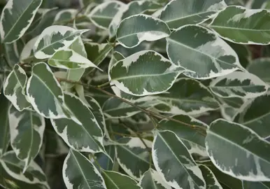 Ficus benjamina 'variegata' foliage.