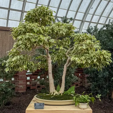 Ficus benjamina 'variegata' bonsai tree.