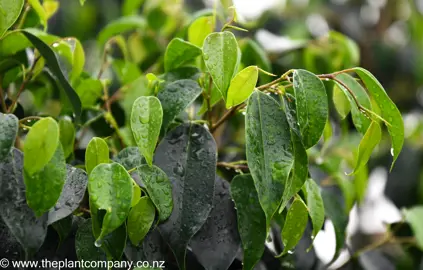 Ficus benjamina plant with lush green leaves.
