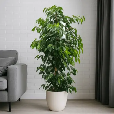 Ficus 'Danielle' indoor plant in a pot featuring lush, green foliage.