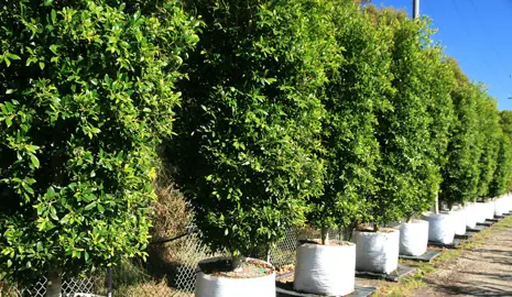 Ficus hillii trees standing 3 metres tall at a plant nursery.