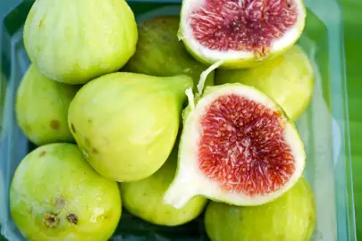 fig-lesa-