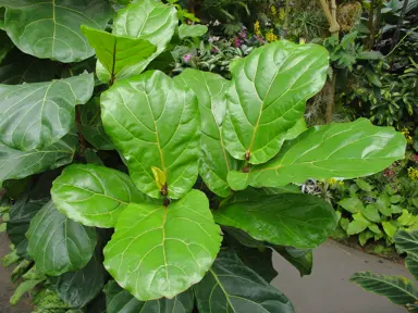 Fiddle-Leaf Fig with lush, green leaves.