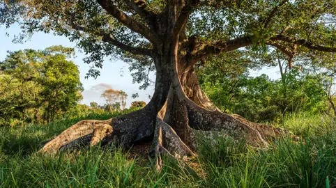 Ficus macrophylla (Moreton Bay Fig) tree with buttressed roots.