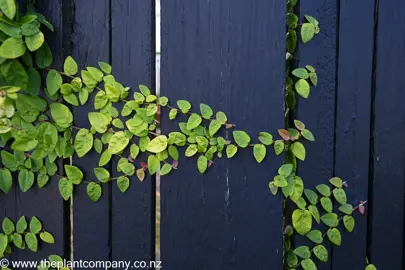 Ficus pumila growing on a black fence with colourful leaves.