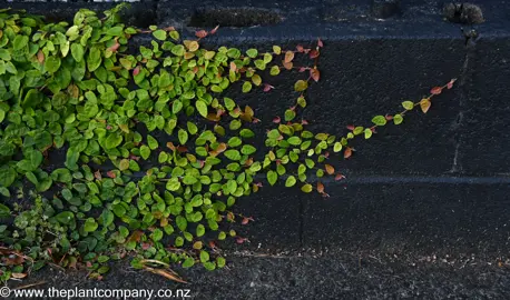 Ficus pumila growing on a black bricks with red and green leaves.