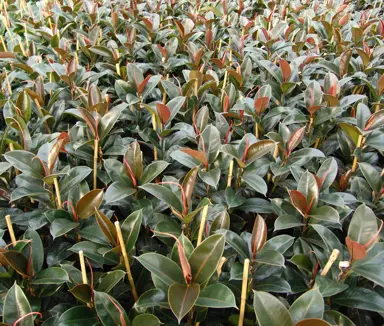 Ficus robusta plants in pots at a plant nursery.