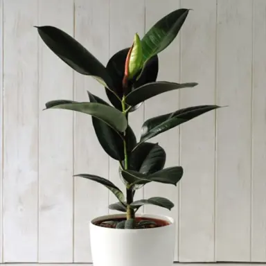 Ficus robusta plant growing in a pot with large and lush leaves.