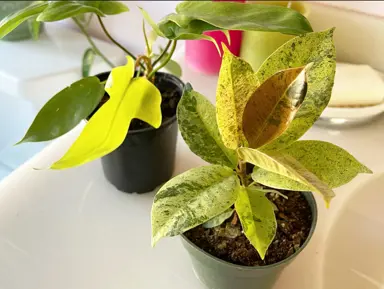 A small Ficus 'Shivereana' plant growing in a bathroom.