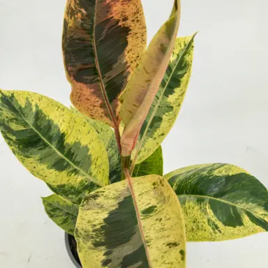 Ficus Shivereana plant with colourful foliage.