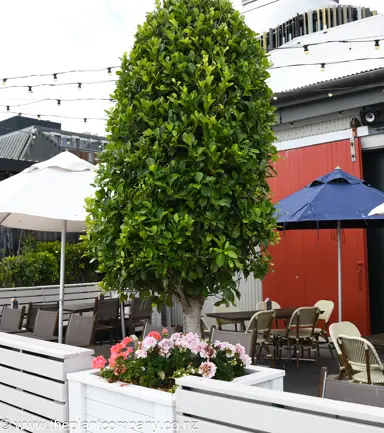 Ficus Tuffy trimmed into a conical shape in a planter.