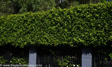 Ficus Tuffy hedge with dense green foliage.